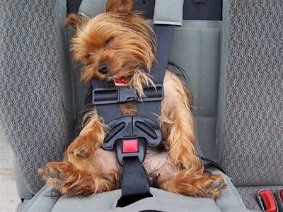 12 Best Dog Car Seats Of 2021 Reviewed By Experts - Petsfit Dog Car Booster Seat For Medium To Large Dogs With 2 Tethers Take Seats