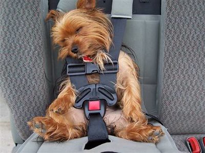 Dog car seats work for small and large dogs