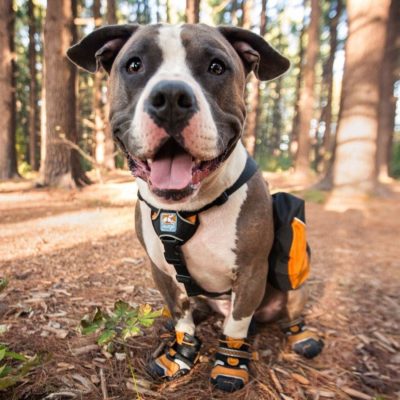 Kurgo dog hiking boots