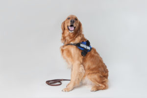 The best service dogs are easy to train