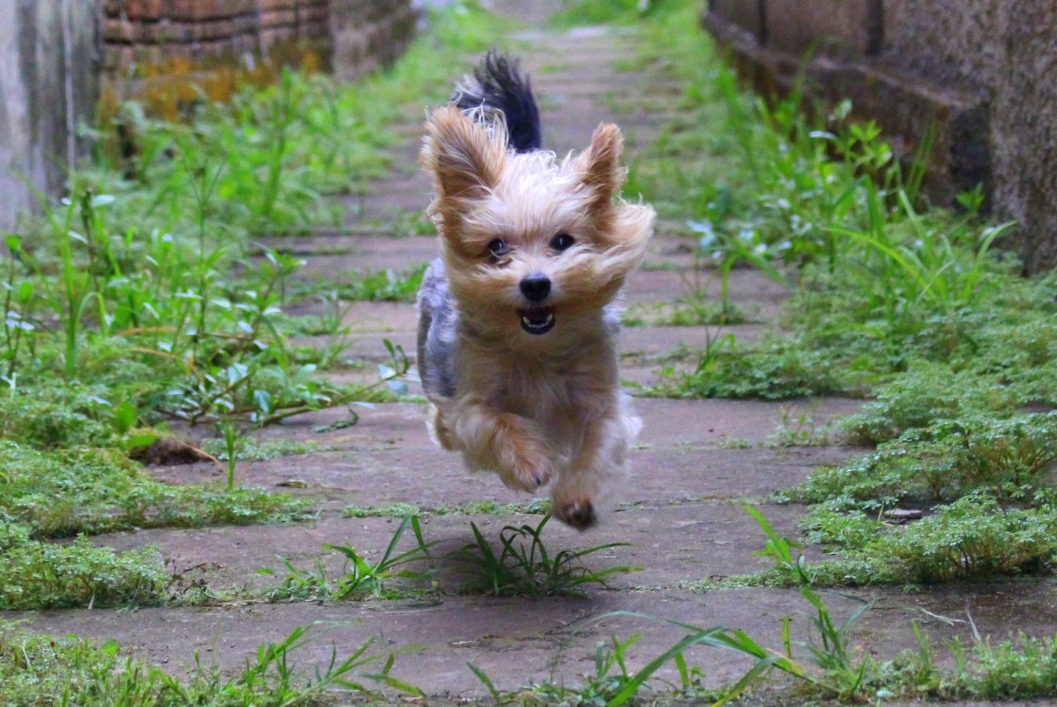 Bone & Yarn Dogs, Cats, and All Things Pets!