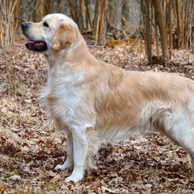 Golden Retrievers are one of the most commonly seen service dogs