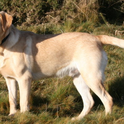 Labrador Retrievers are versatile breeds
