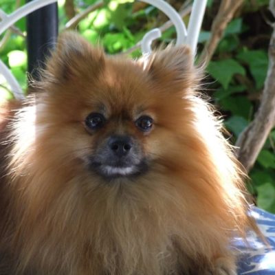 Pomeranians are one of the smallest of the best service dogs