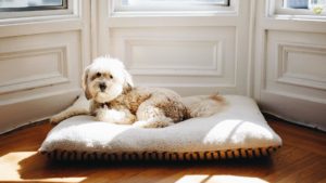 Washable dog beds keep your home smelling fresh