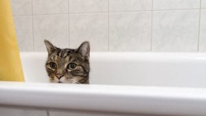 Cat shampoos help when your feline needs some extra hygiene help