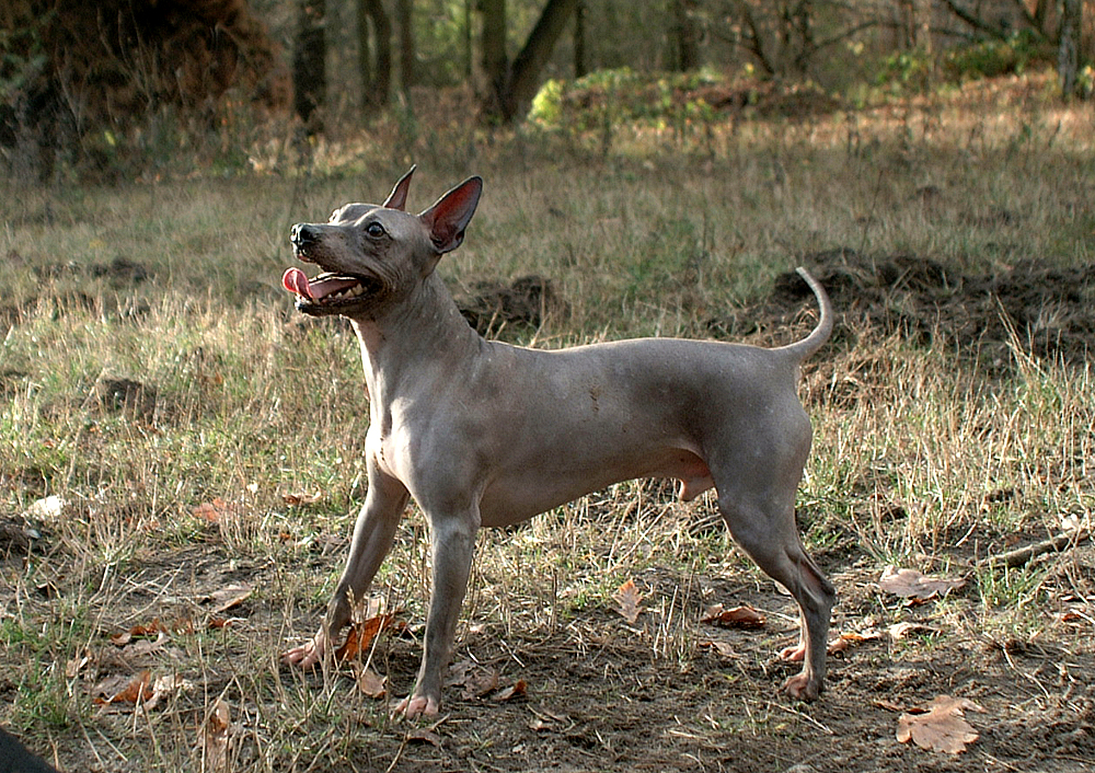 American Hairless Terrier - a local hairless dog breed