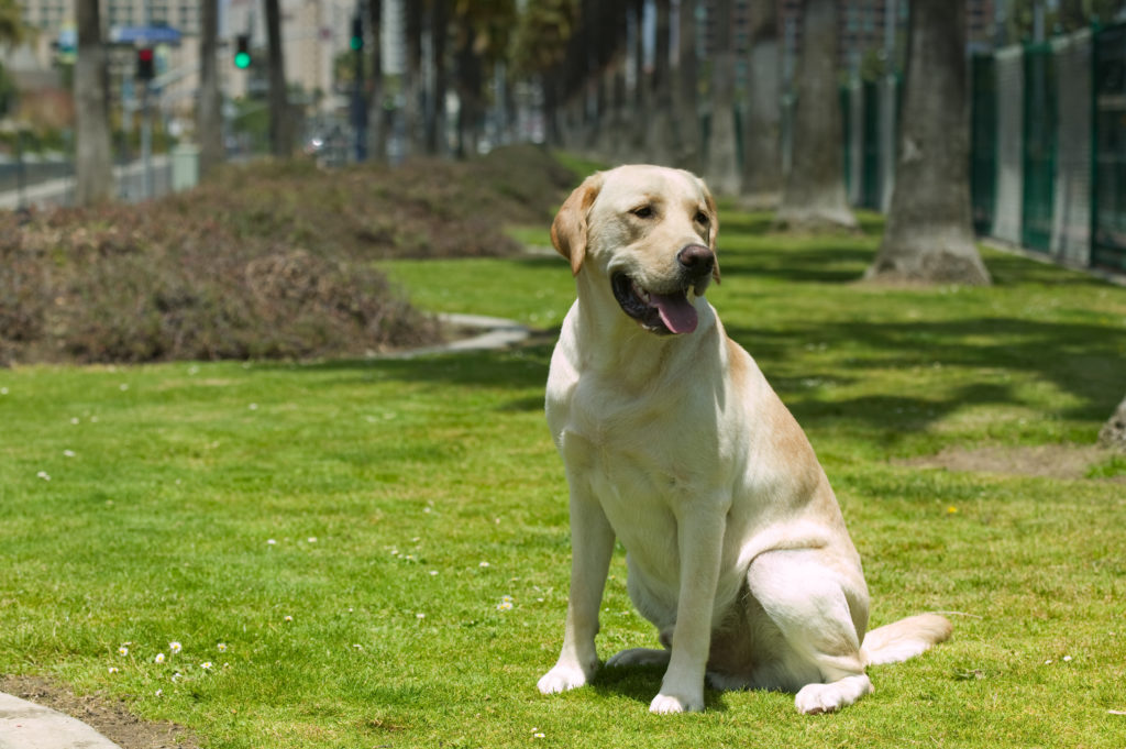 Labrador Retrievers are excellent dog breeds for cats