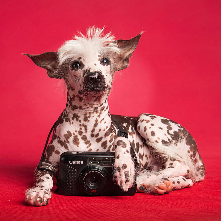 Peruvian Inca Orchid is a rare hair less dog breed