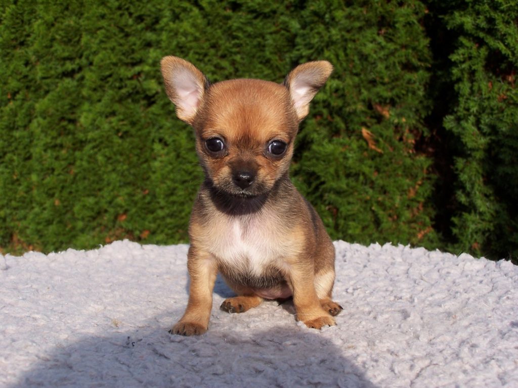 The chihuahua lifespan is often impacted by the molera