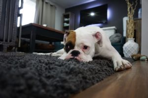 Pet carpet cleaners help you keep your house clean at all times