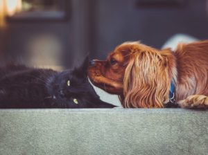 Dog breeds for cats aren't impossible to find