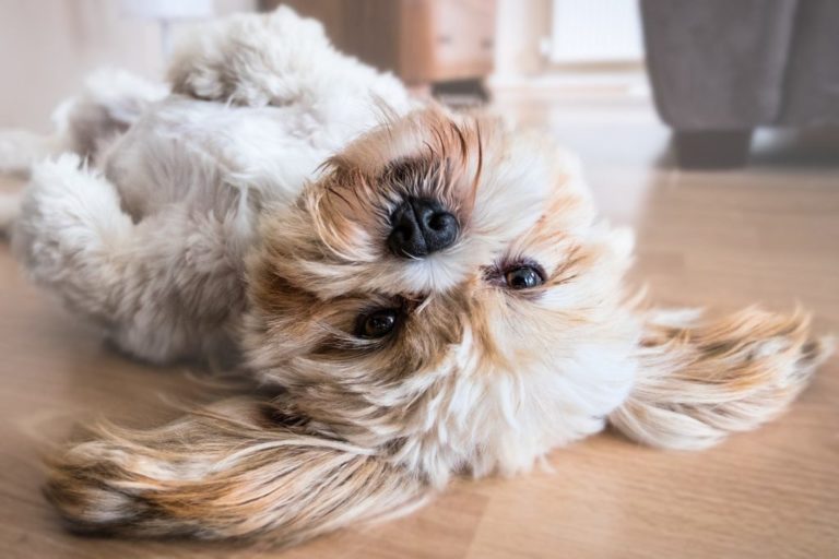 Pet vacuum cleaners help you control shedding fur