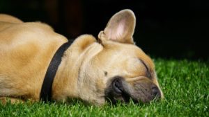 Dog's ear infection naturally - recipes to help the pain