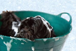 Bathe your dog without causing a fuss