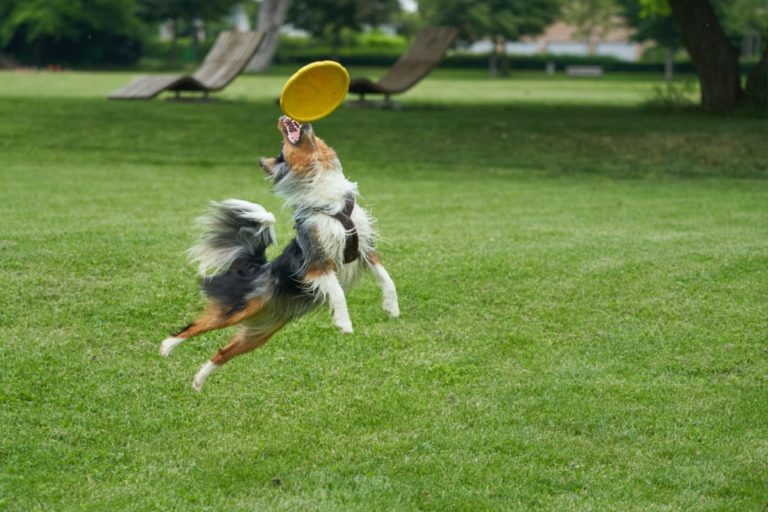 Dog frisbees span play and training