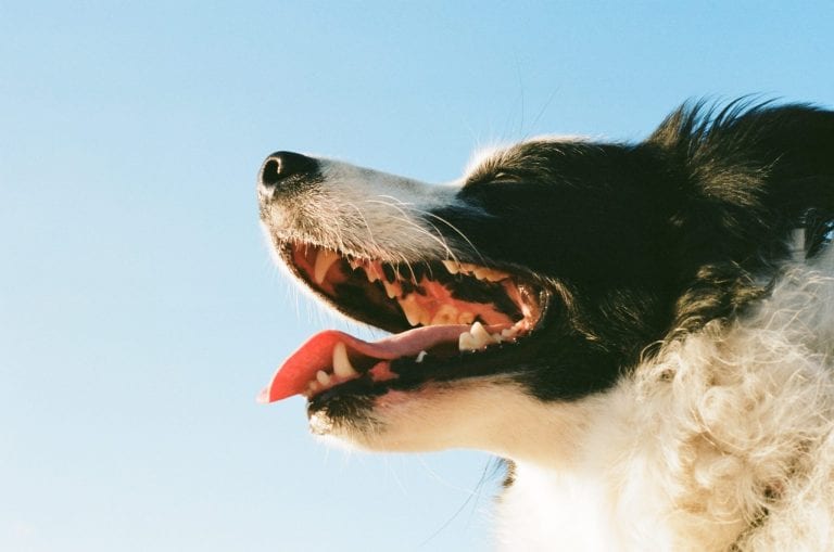 Dog toothpaste helps you keep those teeth looking their best