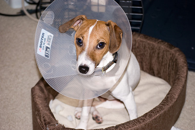 After-spay care always involves an E-collar