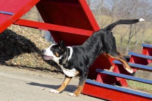 Greater Swiss Mountain Dogs have a ton of energy in their giant bodies
