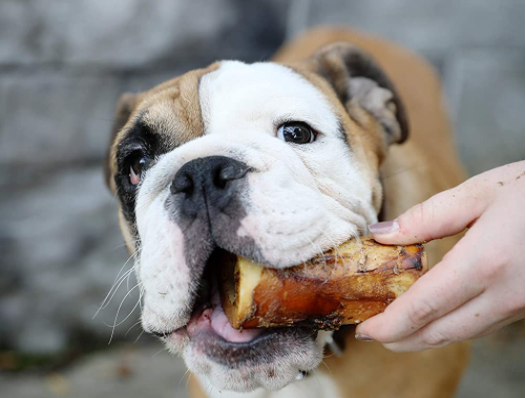 Marrow bones aren't always the best choice for dogs