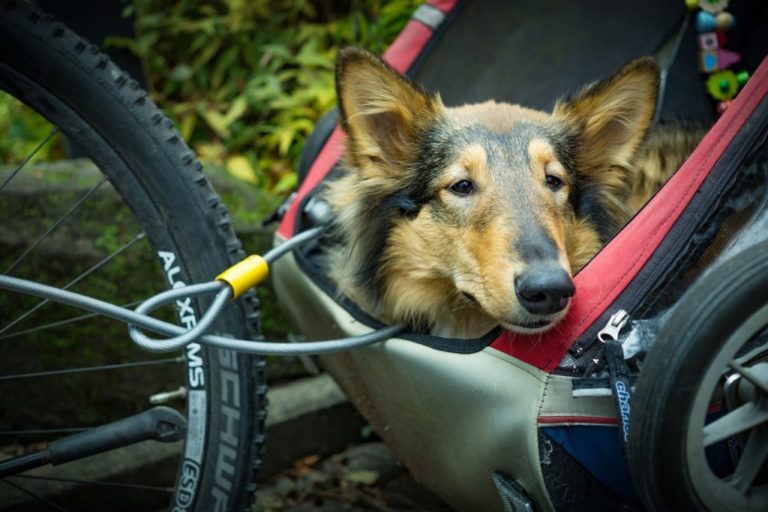 Dog bike trailers let your dog go cycling with you