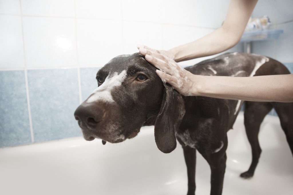 Never get soap in your dog's eyes ir ears