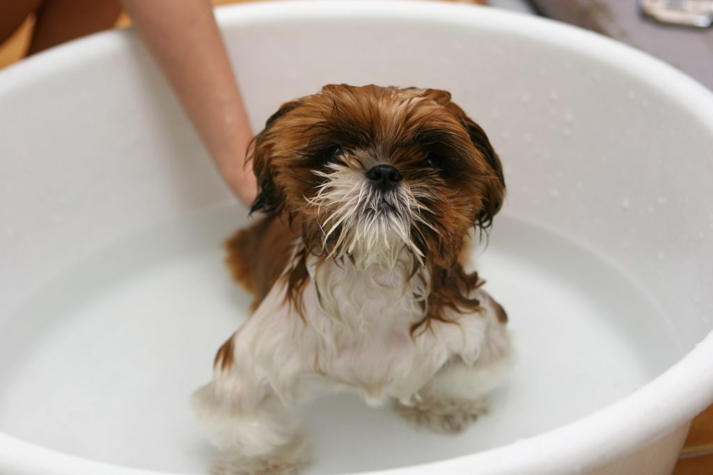 Bathe your dog in the size tub that's right for them