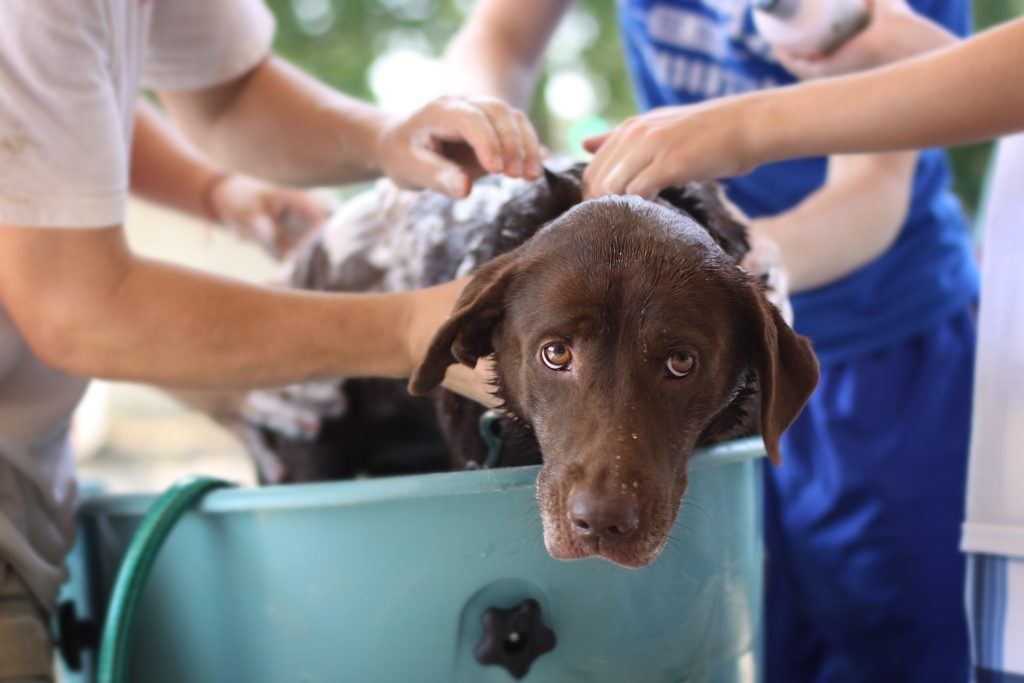 Bathe your dog as their coat type dictates