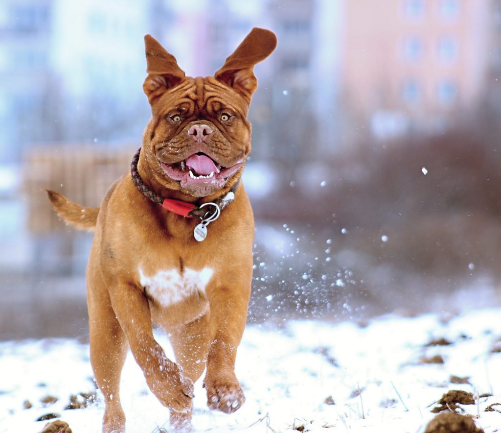 Dogue de Bordeaux / French Mastiff