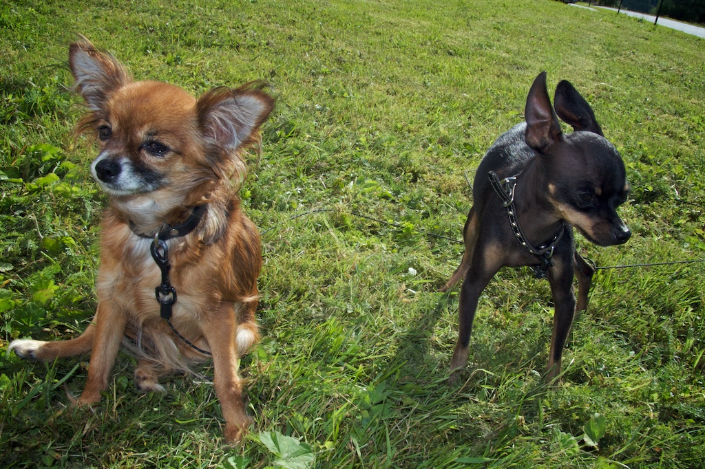 Teacup breeds: Russian Toy