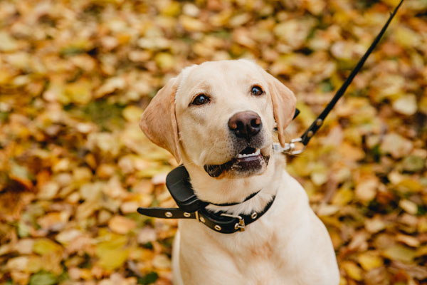 Best shock collars work without causing fear