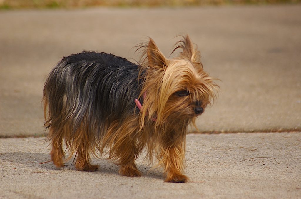 Teacup breeds: Yorkshire Terrier