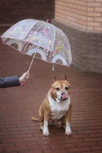 Umbrella dog leashes keep your faithful friend dry in the rain