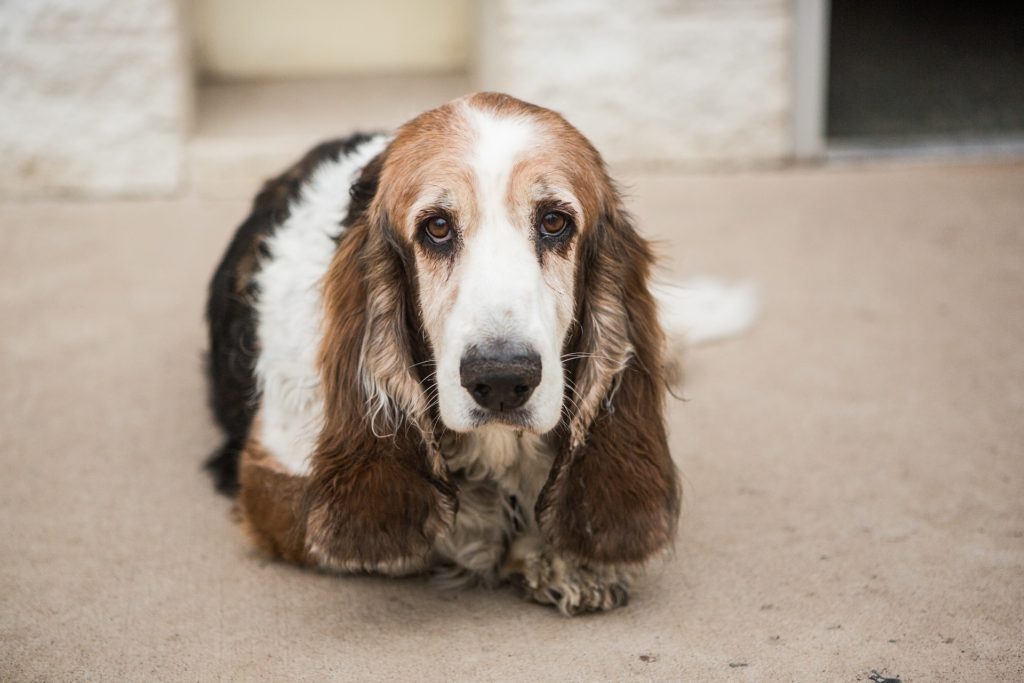 Dog eye infections also show up in pups with drooping faces