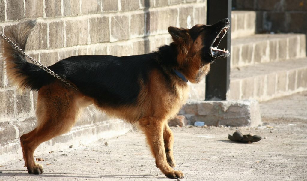 Stop a dog from barking involves understanding why your pup's barking