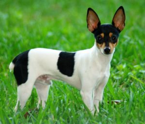 American Toy Fox Terriers are tiny dog breeds with lots of energy