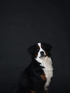 Bernese Mountain Dogs have a regal bearing to match their powerful carriage