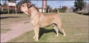 Boerboels have defended farms in Africa, leading to an aggressive streak