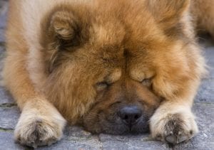 Chow Chows should only be owned by experienced owners