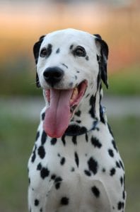 Despite the movies, Dalmatians can get headstrong and possessive