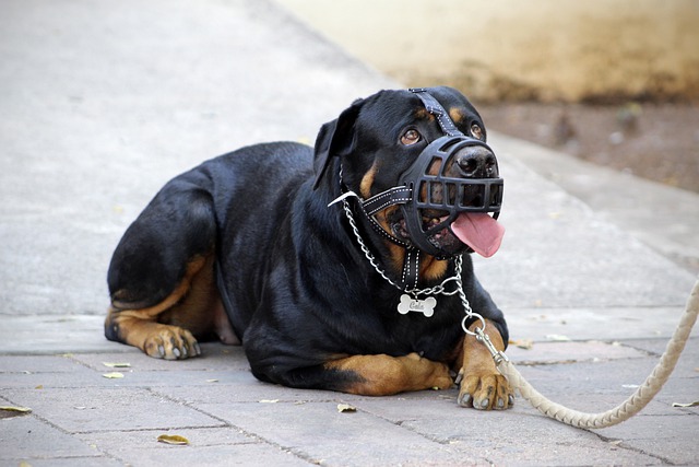 Dog muzzles work in plenty of situations