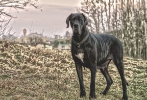 Great Danes are the breed most people think of when they hear giant dog breed