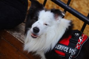 Service dog vests allow for immediate visibility