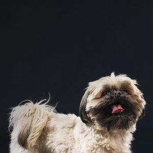 Shih-Tzus are already small, but many people want teacup sizes