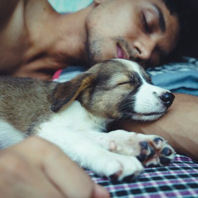 Calm pups let you know with their behavior