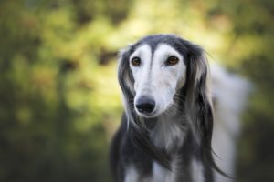 Greyhounds are the "Fastest Couch Potatoes in the World"