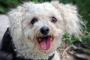 Bichon Frise are calm breeds with big personalities
