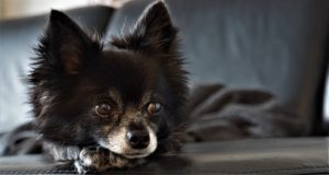 Chihuahuas suffer from Napoleon complexes that prompt aggression