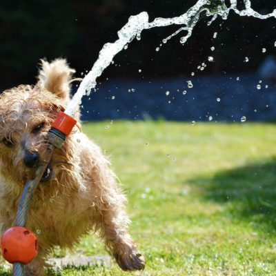 Dogs need to meet a specific water amount every day