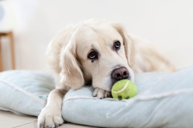 Tennis ball launchers are the perfect canine accessory